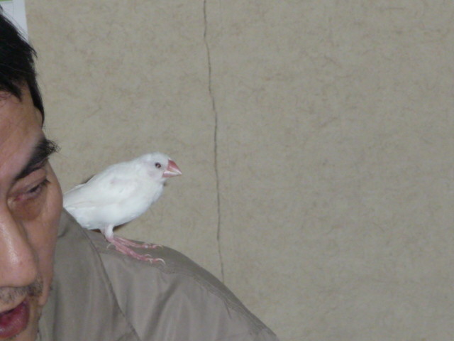 手乗りインコ