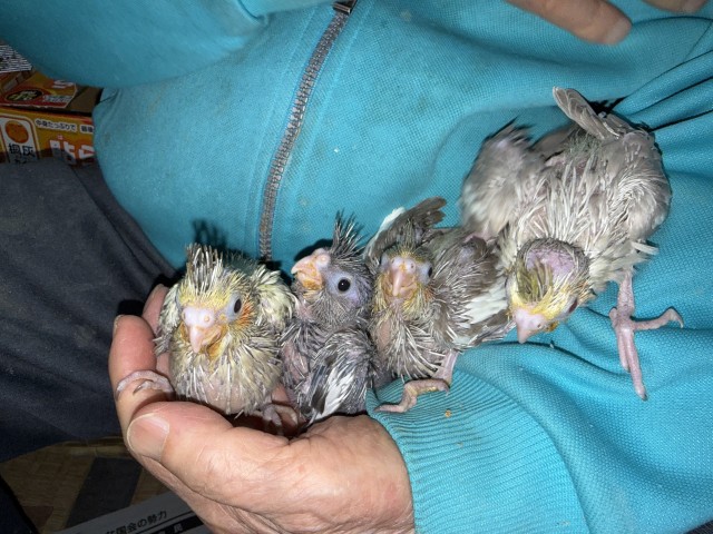 オカメインコが仲間入りしました。