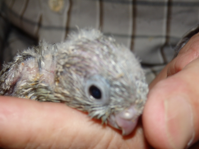 サザナミインコが仲間入りしました。