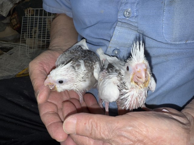 オカメインコが仲間入りしました。