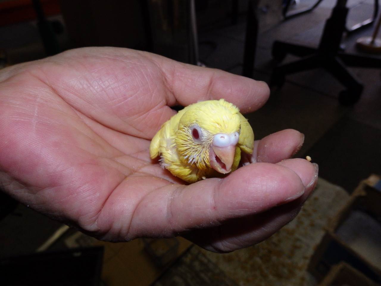 手乗りセキセイインコのルチノーが仲間入りしました 福岡インコ ペットミッキン