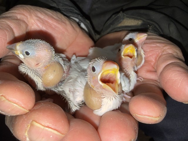 文鳥が仲間入りしました。