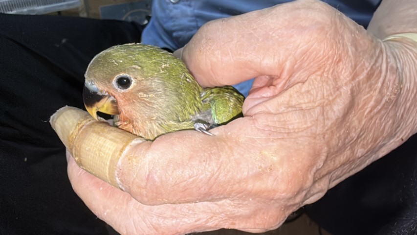 コザクラインコが仲間入りしました。