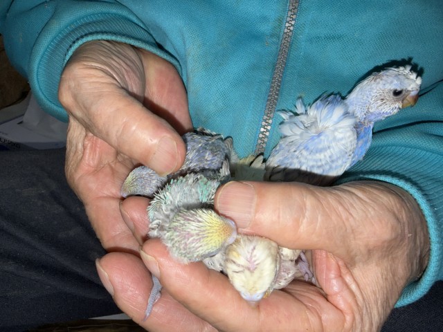 セキセイインコが仲間入りしました。