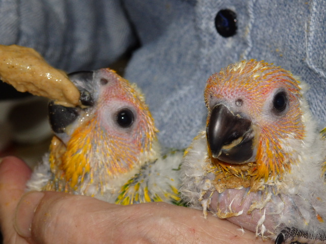 メキシコインコが仲間入りしました。