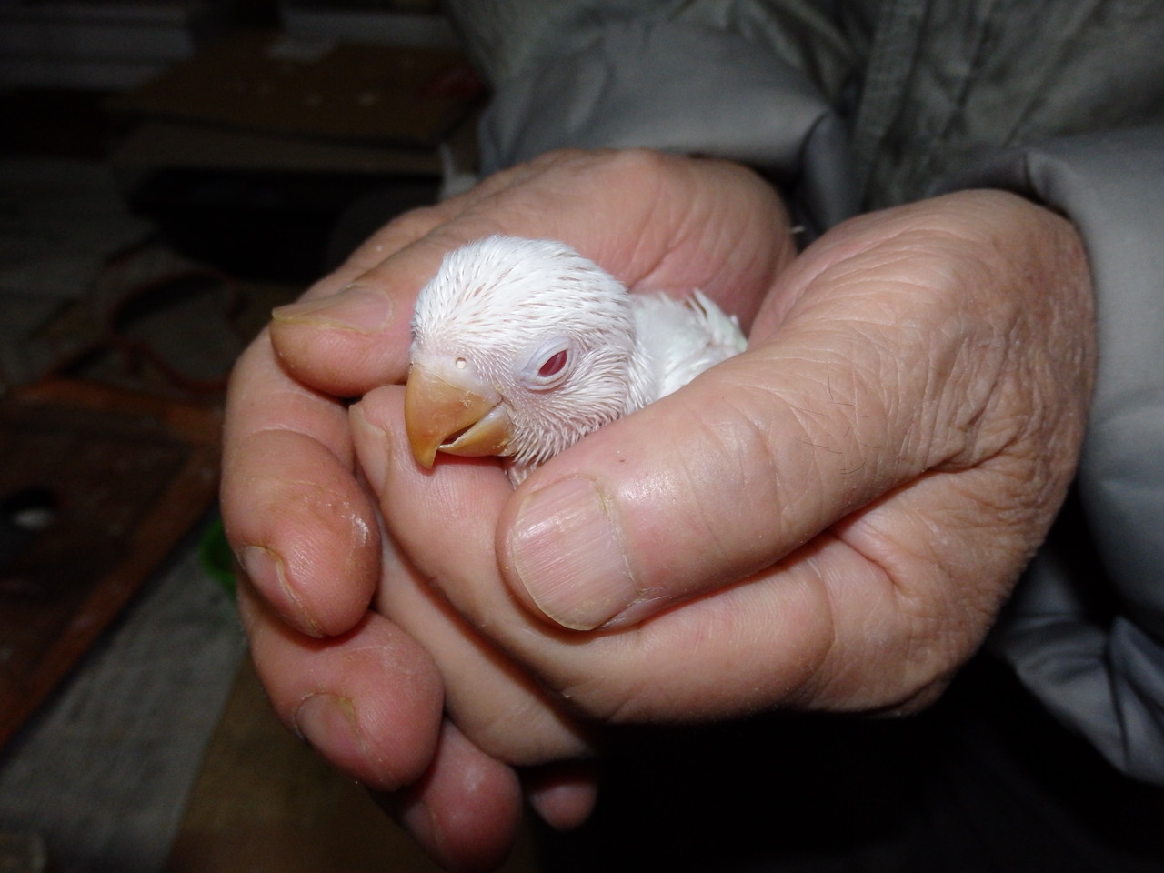 福岡県手乗りインコ小鳥販売店ペットミッキン 珍しいアルビノホワイト手乗りコザクラインコのヒナが仲間入りしました 福岡インコ ペットミッキン 福岡県手乗りインコ小鳥販売店ペットミッキン 珍しいアルビノホワイト手乗りコザクラインコのヒナが仲間入りしました 福岡インコ ペットミッキン