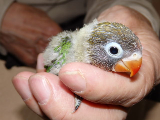 ボタンインコ 福岡インコ ペットミッキン