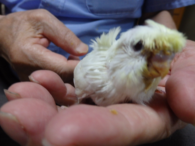 セキセイインコが仲間入りしました。