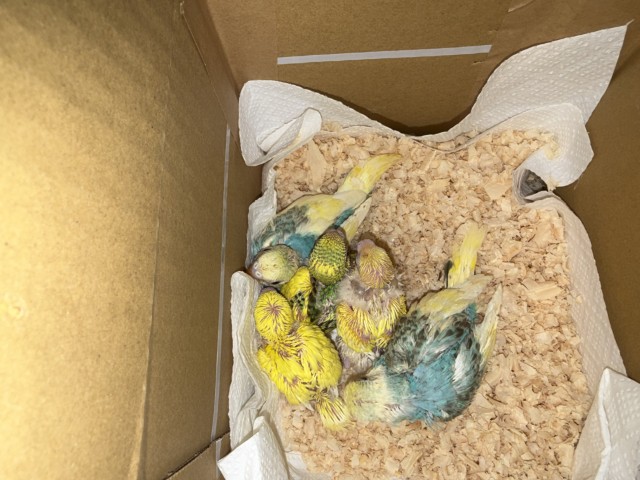 セキセイインコが仲間入りしました。