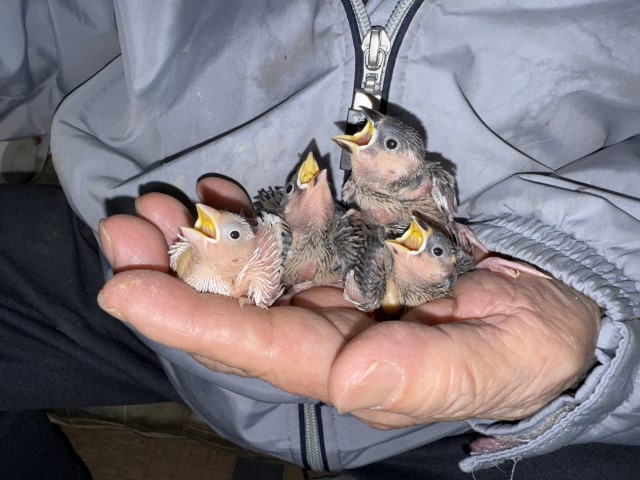 文鳥が仲間入りしました。