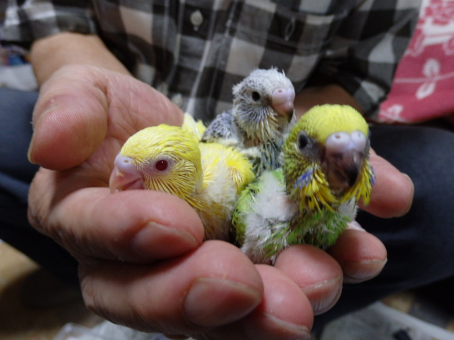 セキセイインコ 福岡手乗りインコ小鳥販売店ペットミッキンのホームページです