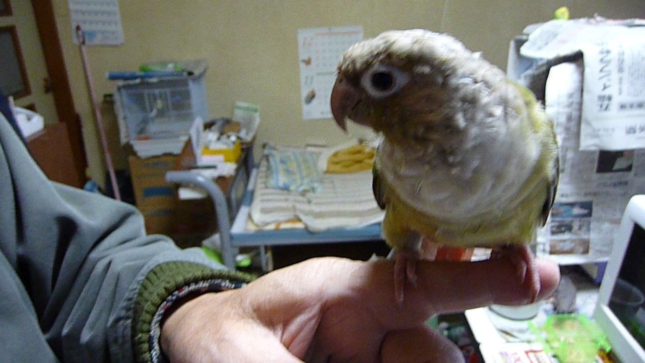 珍しいホオミドリアカオウロコインコのシナモン色 色変わり 福岡インコ ペットミッキン
