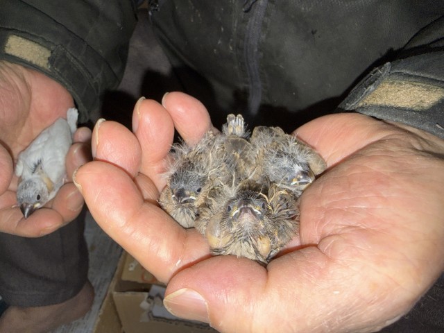 シルバー文鳥が仲間入りしました、