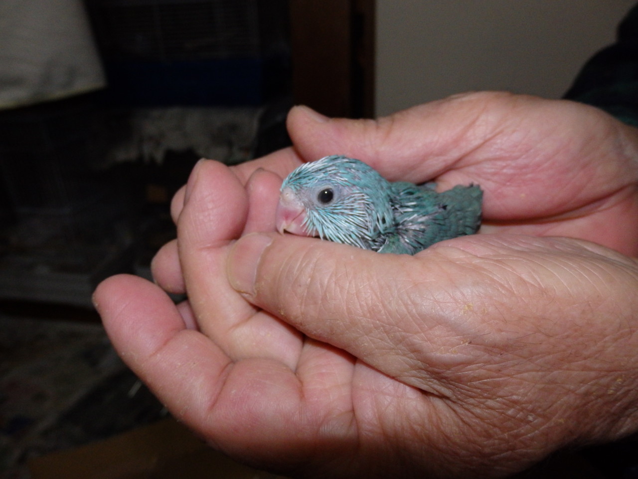 手乗りマメルリハインコヒナが仲間入りしました。 - 福岡 ペットミッキンのホームページ
