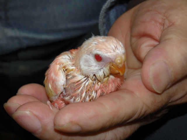 アキクサインコが仲間入りしました。