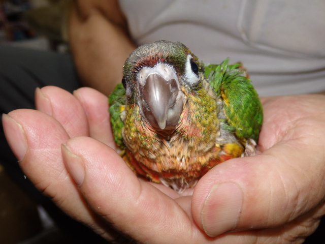 ウロコインコ 福岡手乗りインコ小鳥販売店ペットミッキンのホームページです ウロコインコ 福岡手乗りインコ小鳥販売店ペットミッキンのホームページです