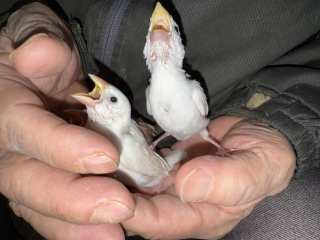 文鳥が仲間入りしました。