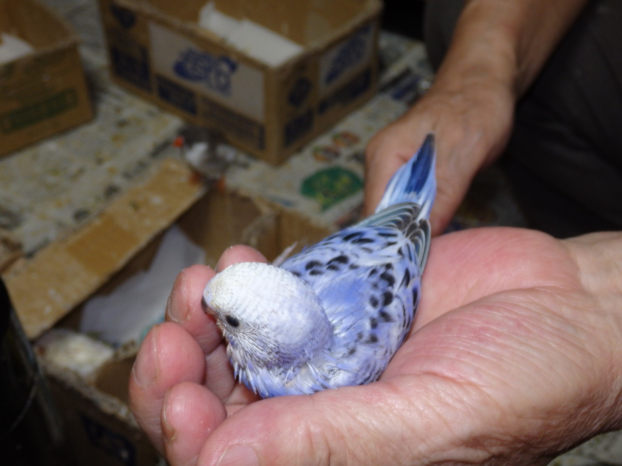 手乗りセキセイインコのヒナ オパーリンブルーが仲間入りしました 福岡インコ ペットミッキン