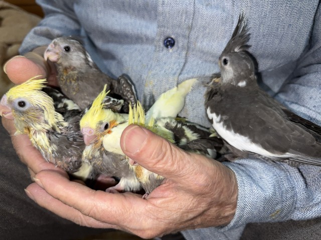 オカメインコが仲間入りしました。