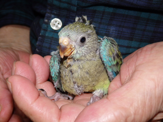 ビセイインコが仲間入りしました