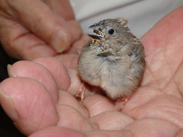 錦華鳥が仲間入りしました。