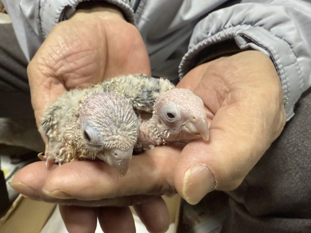 ウロコインコが仲間入りしました。