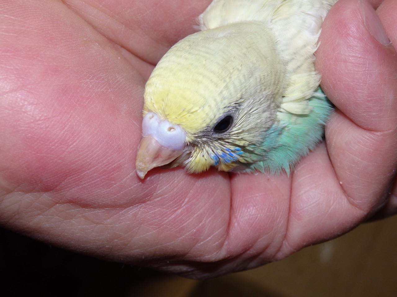 手乗り高級セキセイインコの手乗りヒナが仲間入りしました 福岡手乗りインコ小鳥販売店ペットミッキンのホームページです