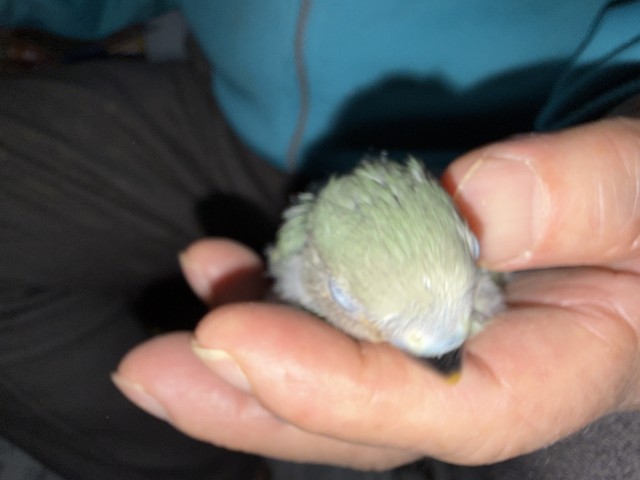 コザクラインコが仲間入りしました。