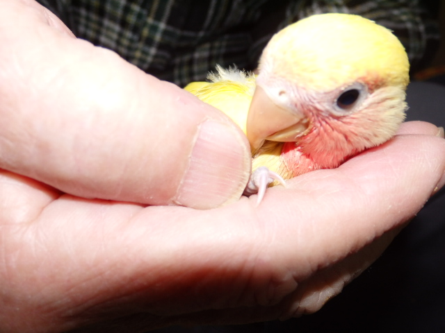 コザクラインコ 福岡手乗りインコ小鳥販売店ペットミッキンのホームページです