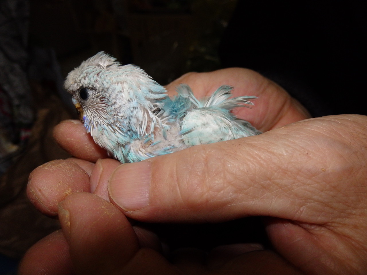 手乗り羽衣セキセイインコのヒナが仲間入りしました 福岡インコ ペットミッキン 手乗り羽衣セキセイインコのヒナが仲間入りしました 福岡インコ ペットミッキン