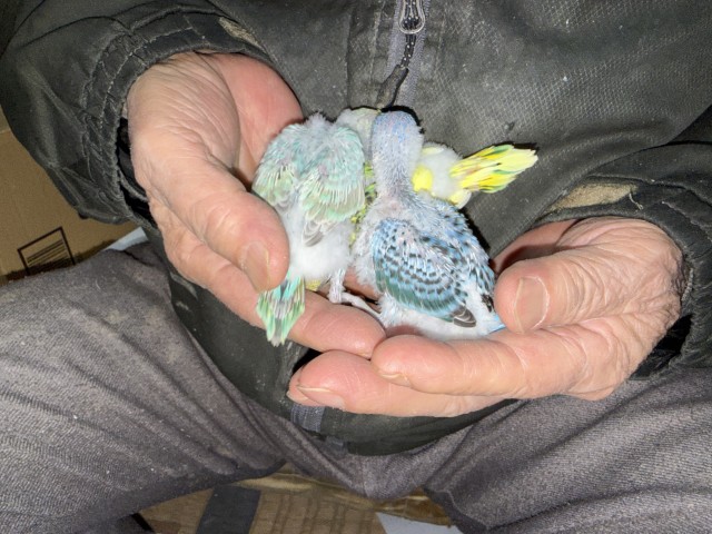 セキセイインコが仲間入りしました。