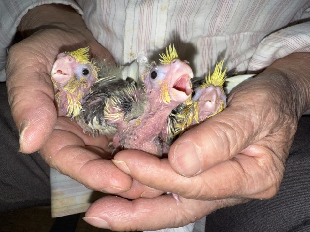 オカメインコが仲間入りしました。