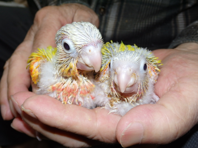 ウロコインコページです。 ホオミドリアカオウロコインコ - Wikipedia