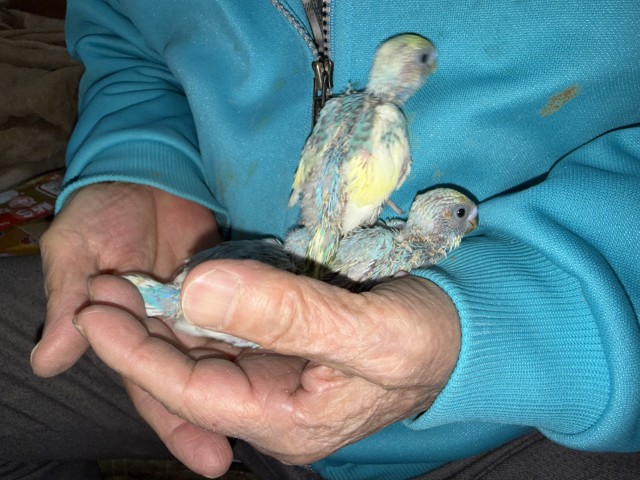 セキセイインコが仲間入りしました。