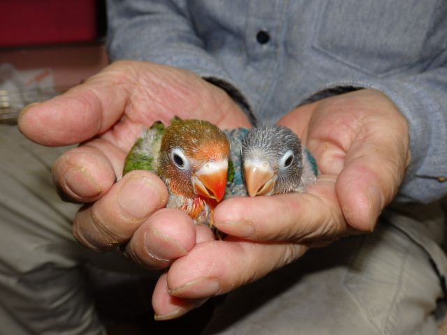 ボタンインコが仲間入りしました。