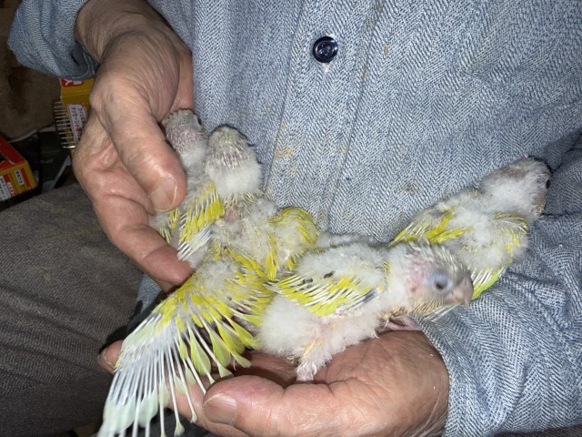 ウロコインコが仲間入りしました。