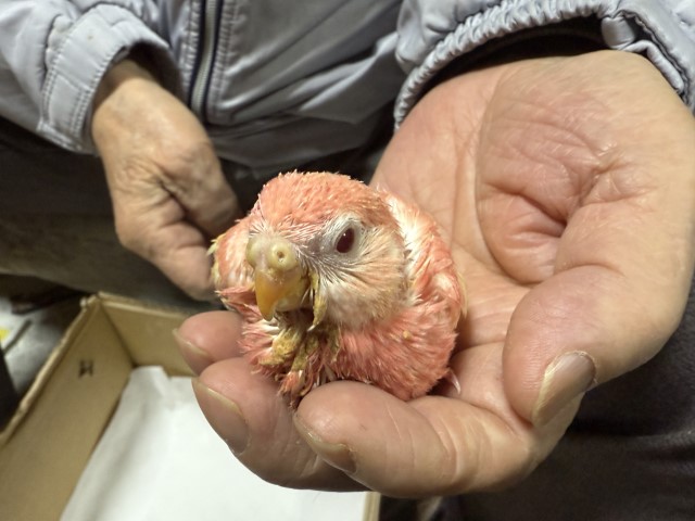 アキクサインコが仲間入りしました。