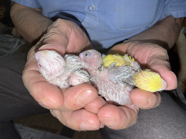 セキセイインコが仲間入りしました。