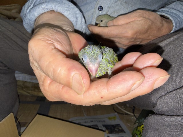マメルリハが仲間入りしました。