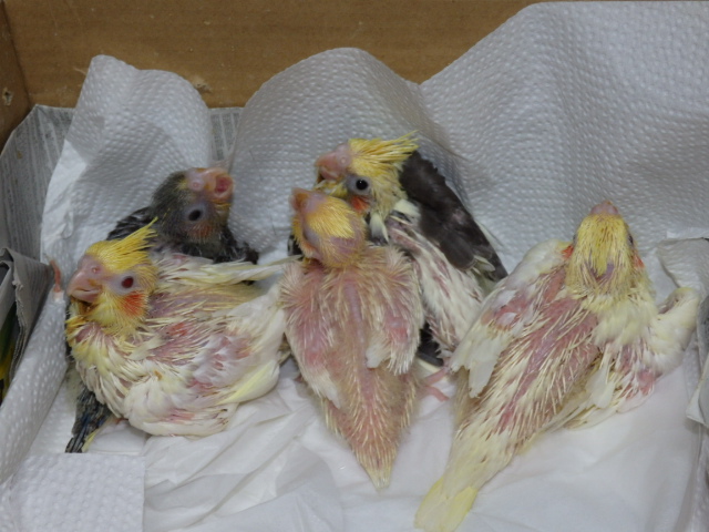 2022年5月14日 オカメインコ ペットミッキン