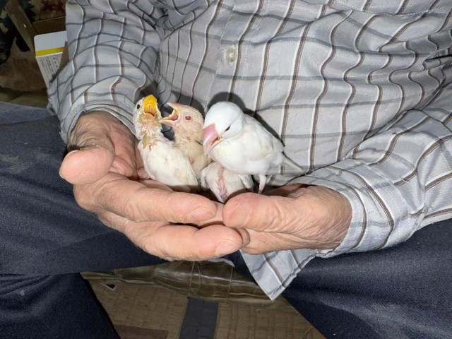 文鳥が仲間入りしました。