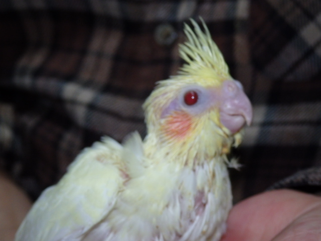 オカメインコ 福岡手乗りインコ小鳥販売店ペットミッキンのホームページです