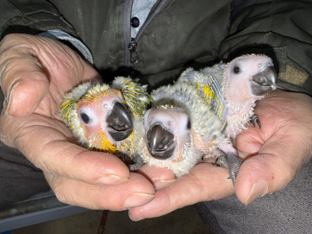 コガネメキシコインコが仲間入りしました。