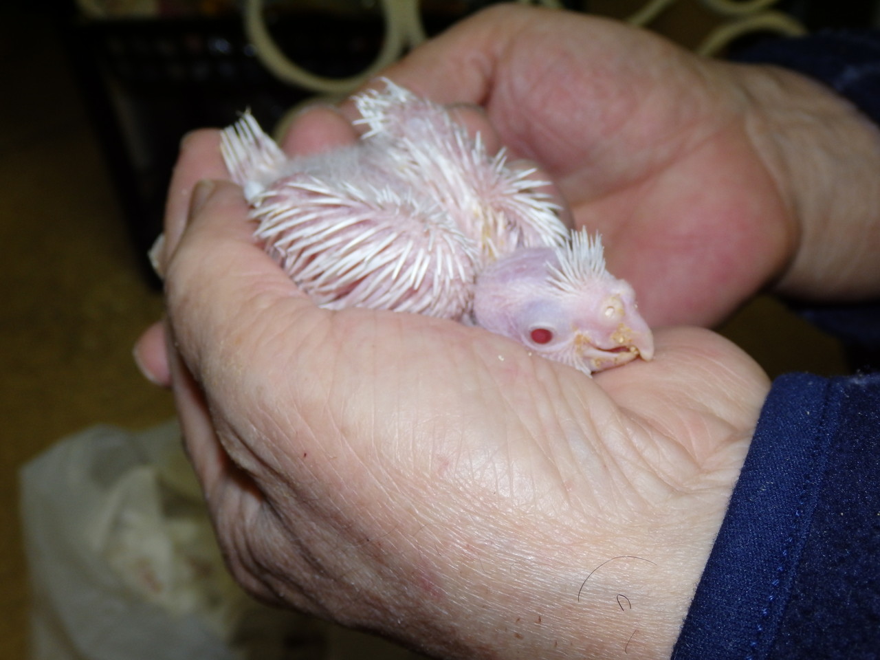 一番人気のある手乗りオカメインコアルビノのヒナが仲間入りしました 福岡手乗りインコ小鳥販売店ペットミッキンのホームページです 一番人気のある手乗りオカメインコアルビノのヒナが仲間入りしました 福岡手乗りインコ小鳥販売店ペットミッキンのホームページです