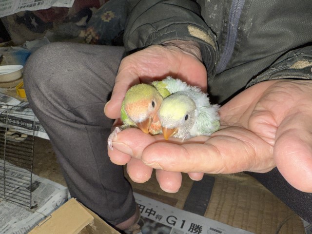 コザクラインコが仲間入りしました。
