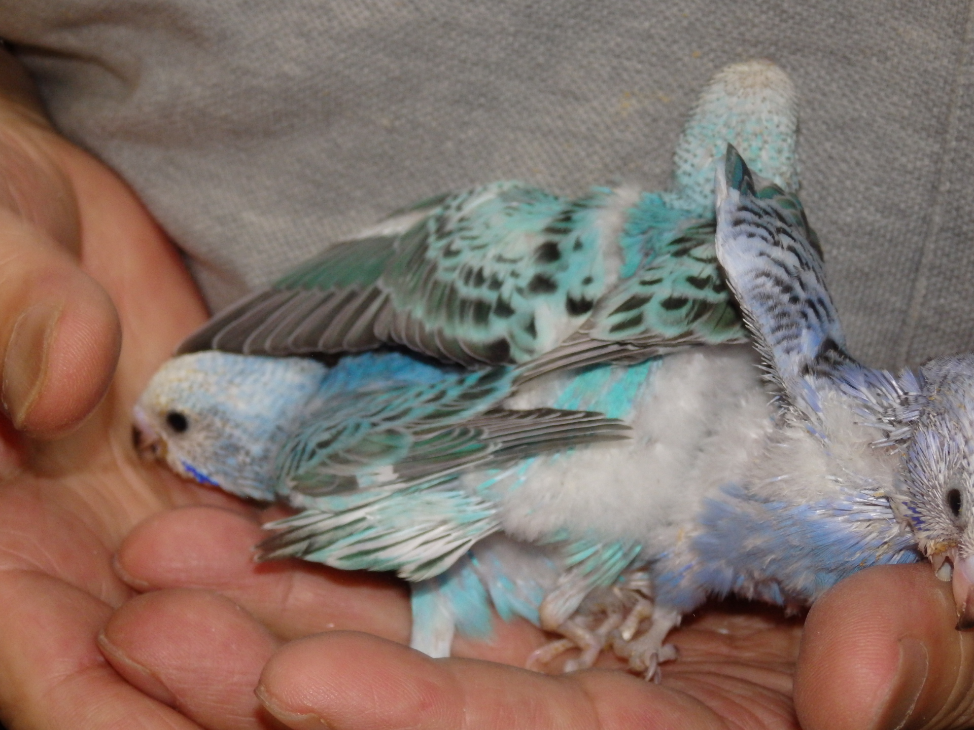手乗りインコのヒナを１０倍長生きさせる飼育方法 福岡手乗りインコ