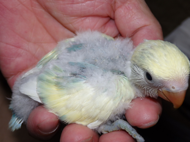 2021年5月14日 コザクラインコ シーグリーンのパイド