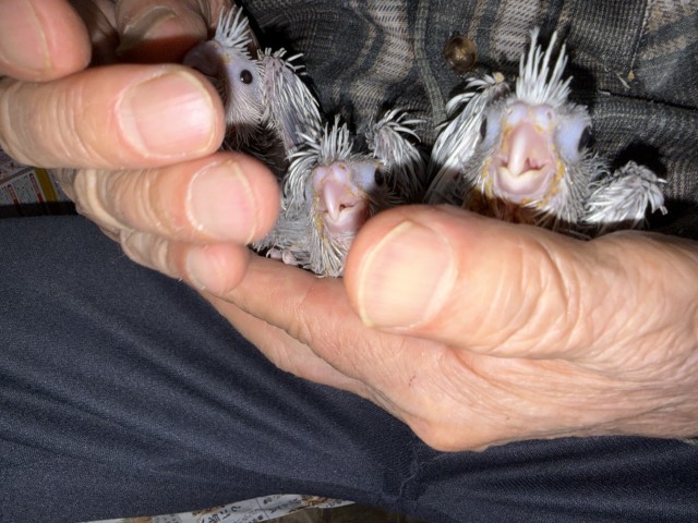 オカメインコが仲間入りしました。