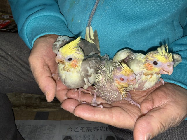 オカメインコが仲間入りしました。