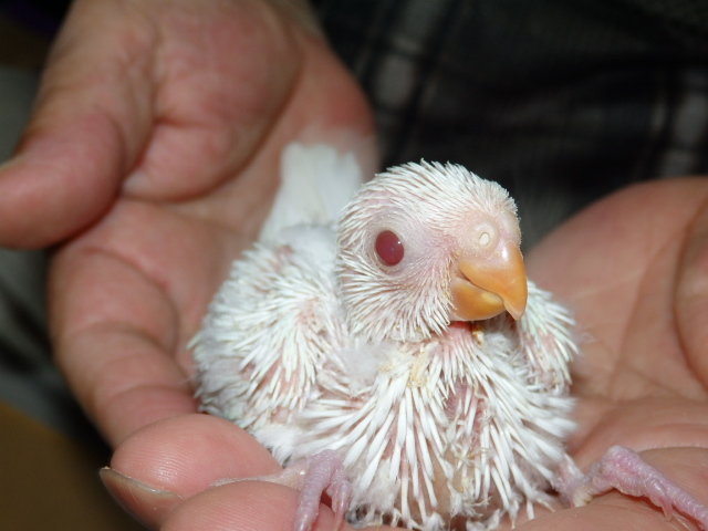 美声インコが仲間入りしました。